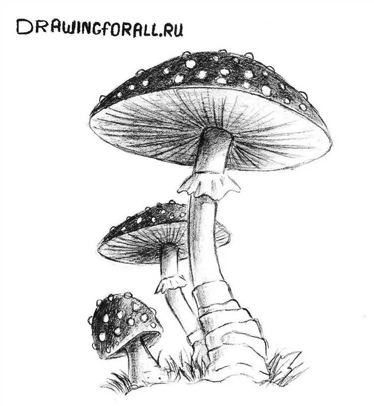 Карандашом рисованные грибы